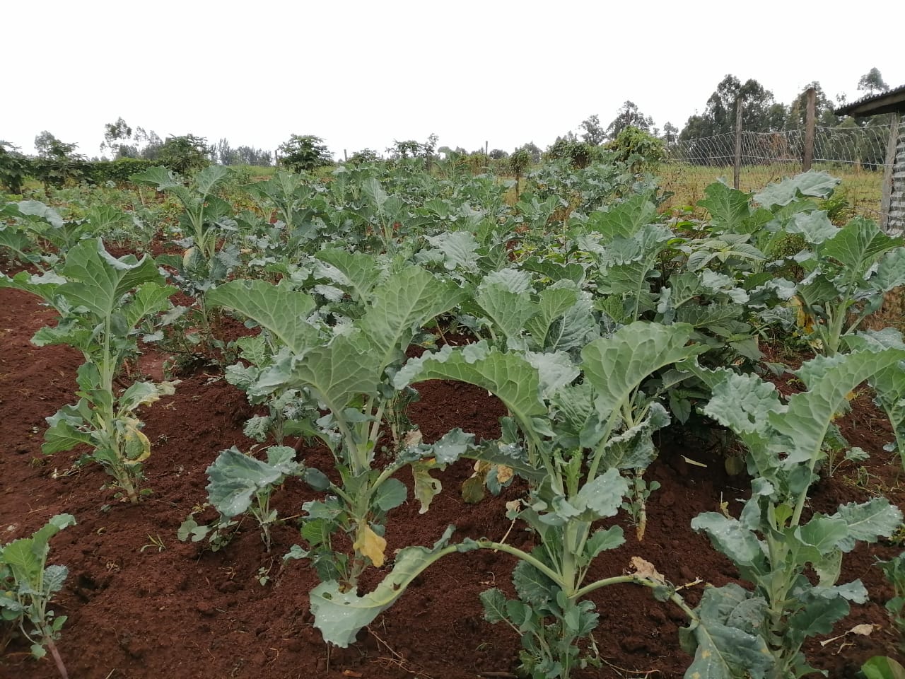Farm
